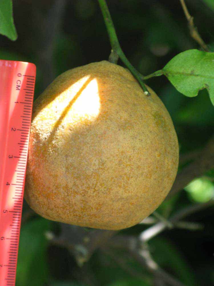            Fruit (Winter Haven, FL)   